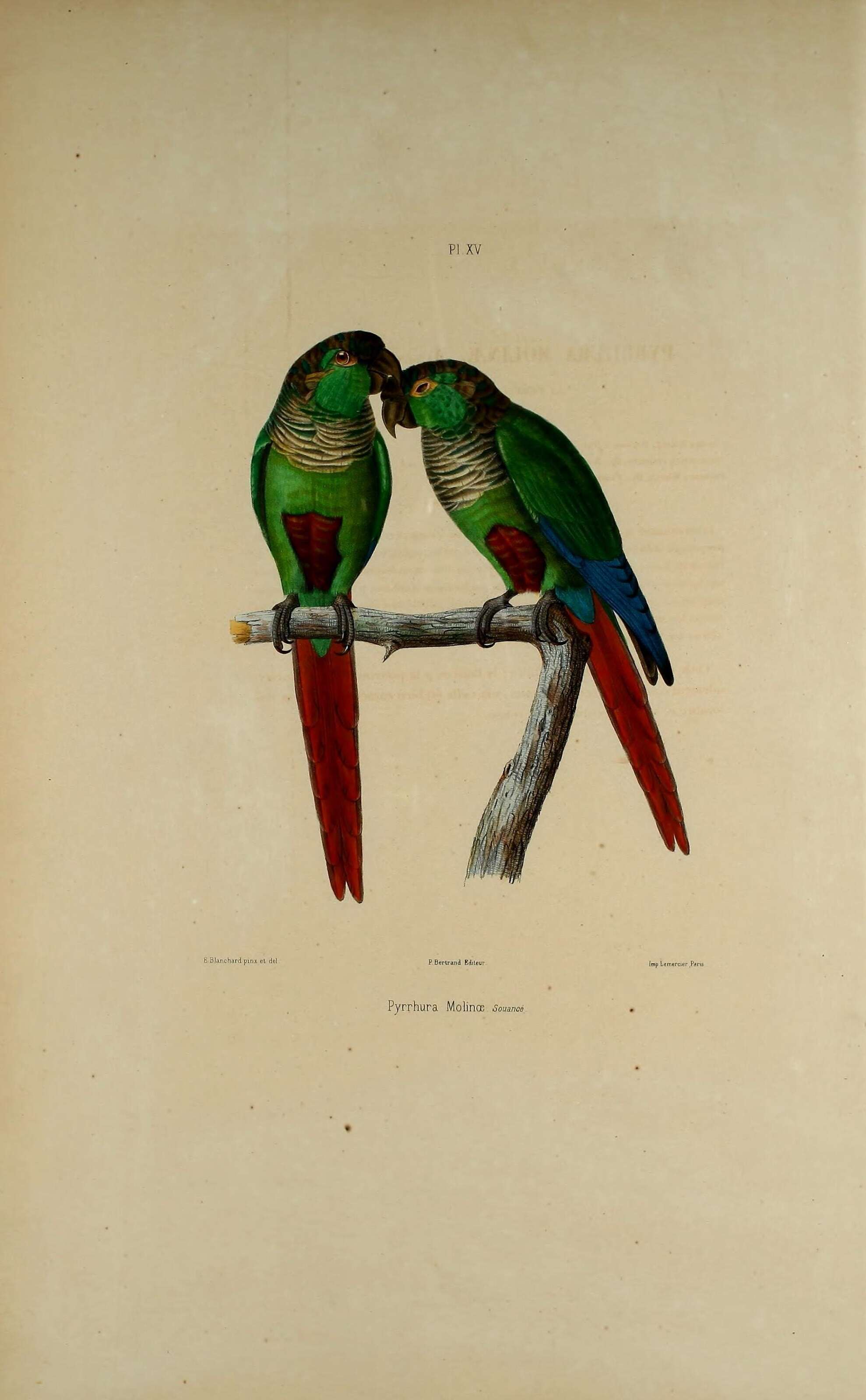 Imagem de Pyrrhura molinae (Massena & Souancé 1854)