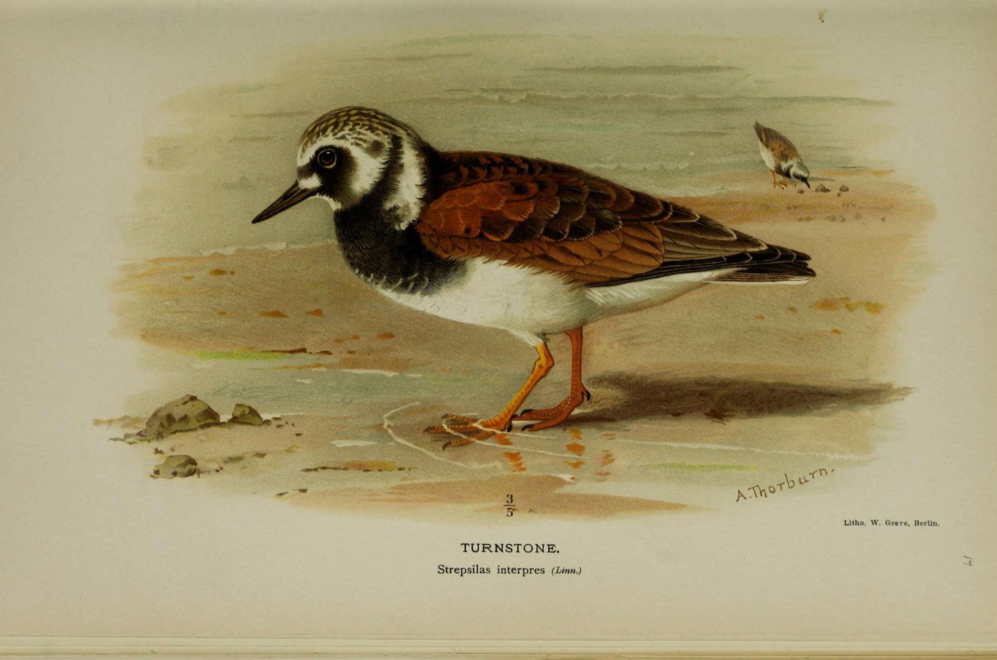 Image of Ruddy Turnstone