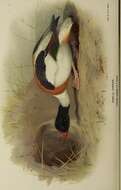 Image of shelduck, common shelduck