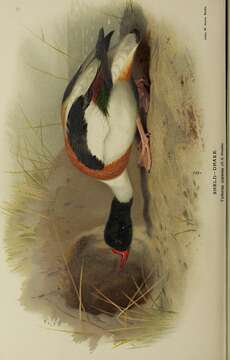 Image of shelduck, common shelduck