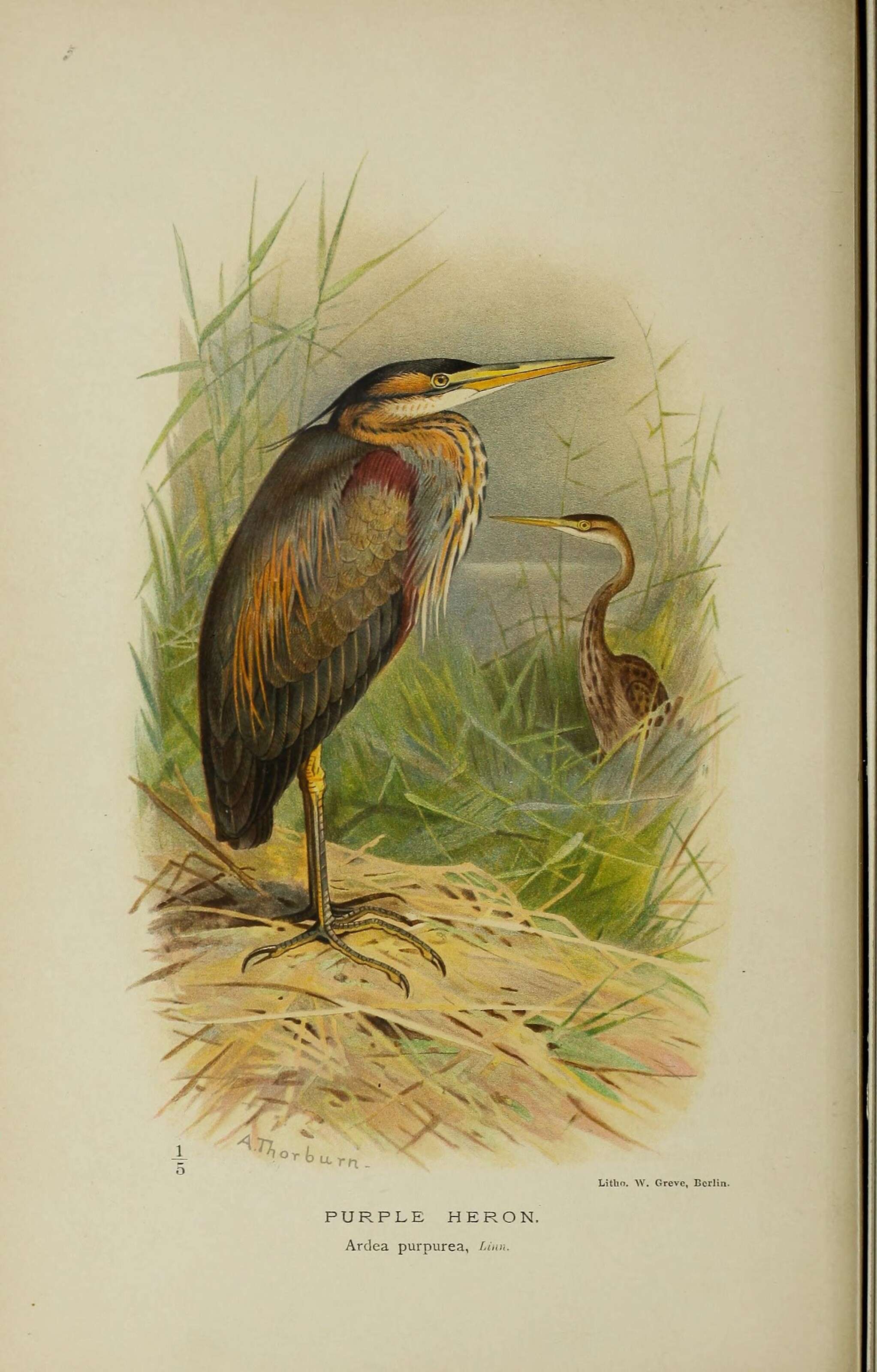 Image of Purple Heron