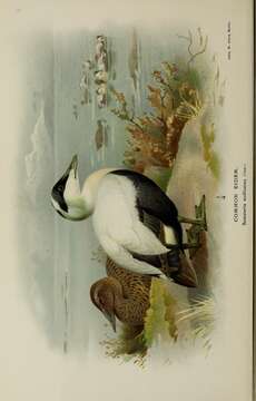 Image of Eider