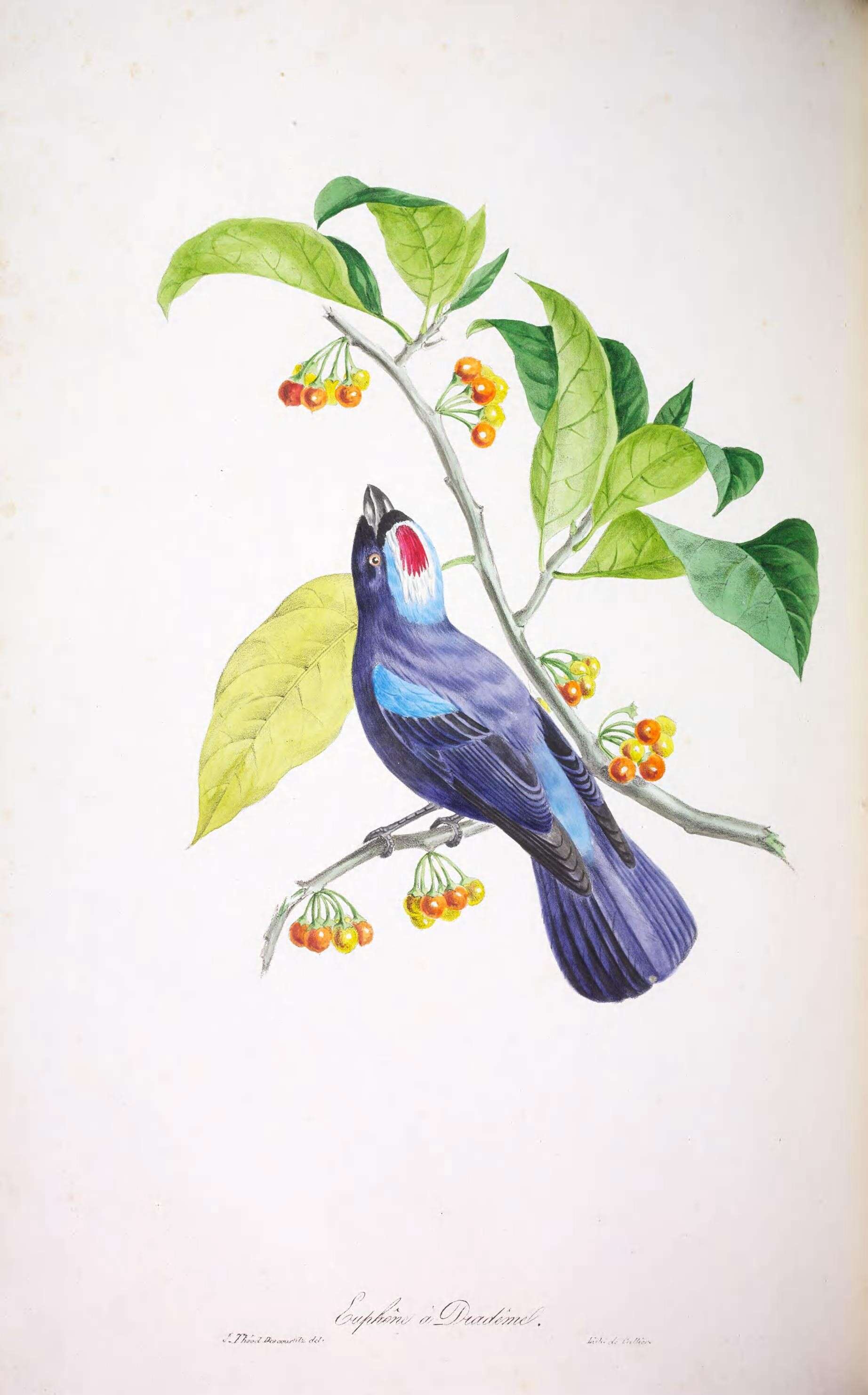 Image de Stephanophorus Strickland 1841