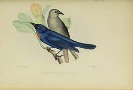 Image of Euneornis Fitzinger 1856