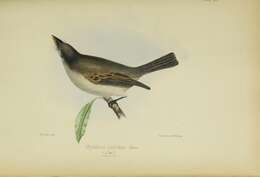 Image of Jamaican Pewee