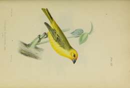 Image of Saffron Finch