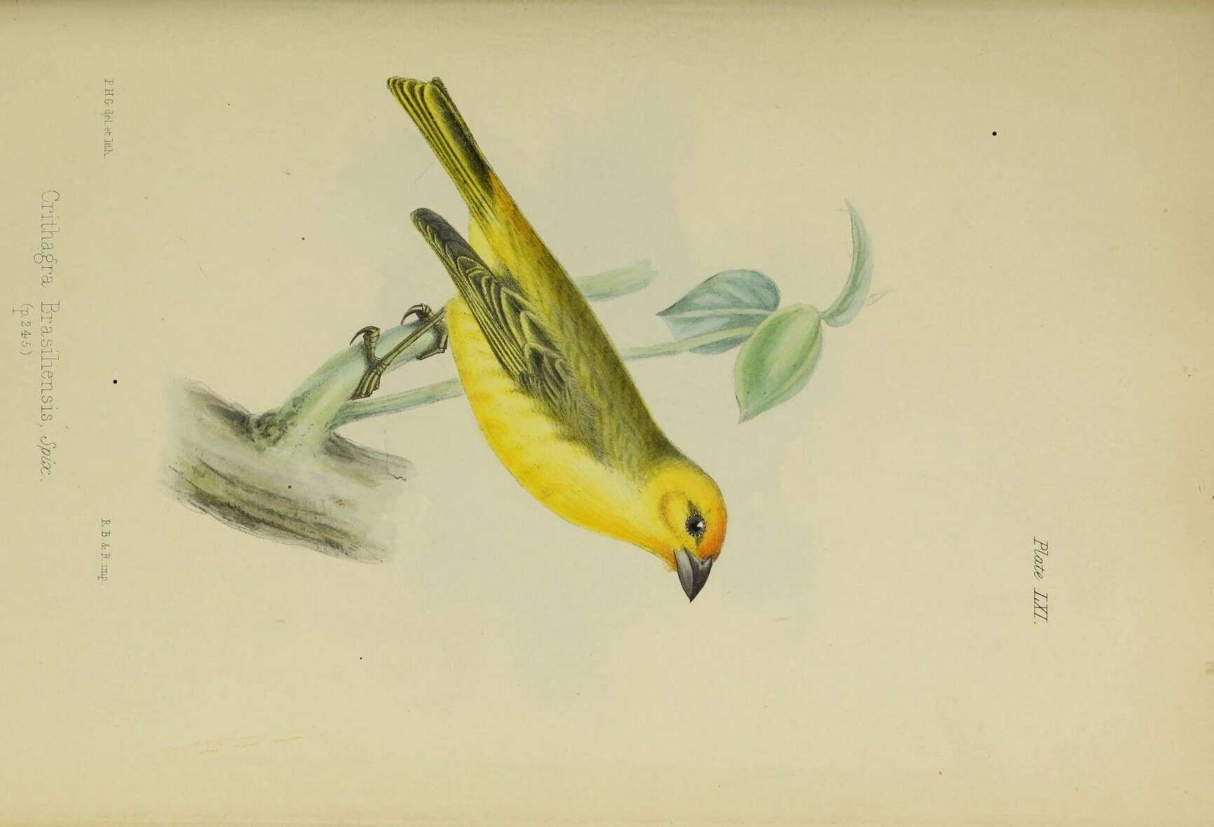 Image of Saffron Finch