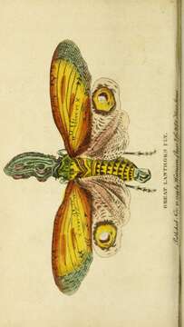 Image of Lantern Fly