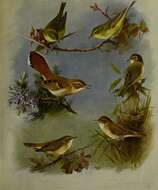 Image of Melodious Warbler