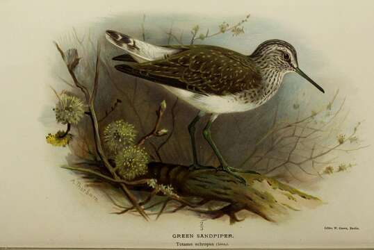 Image of Green Sandpiper