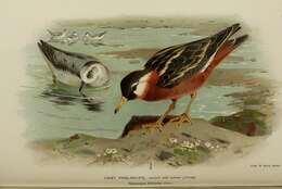 Image of Grey (Red) Phalarope