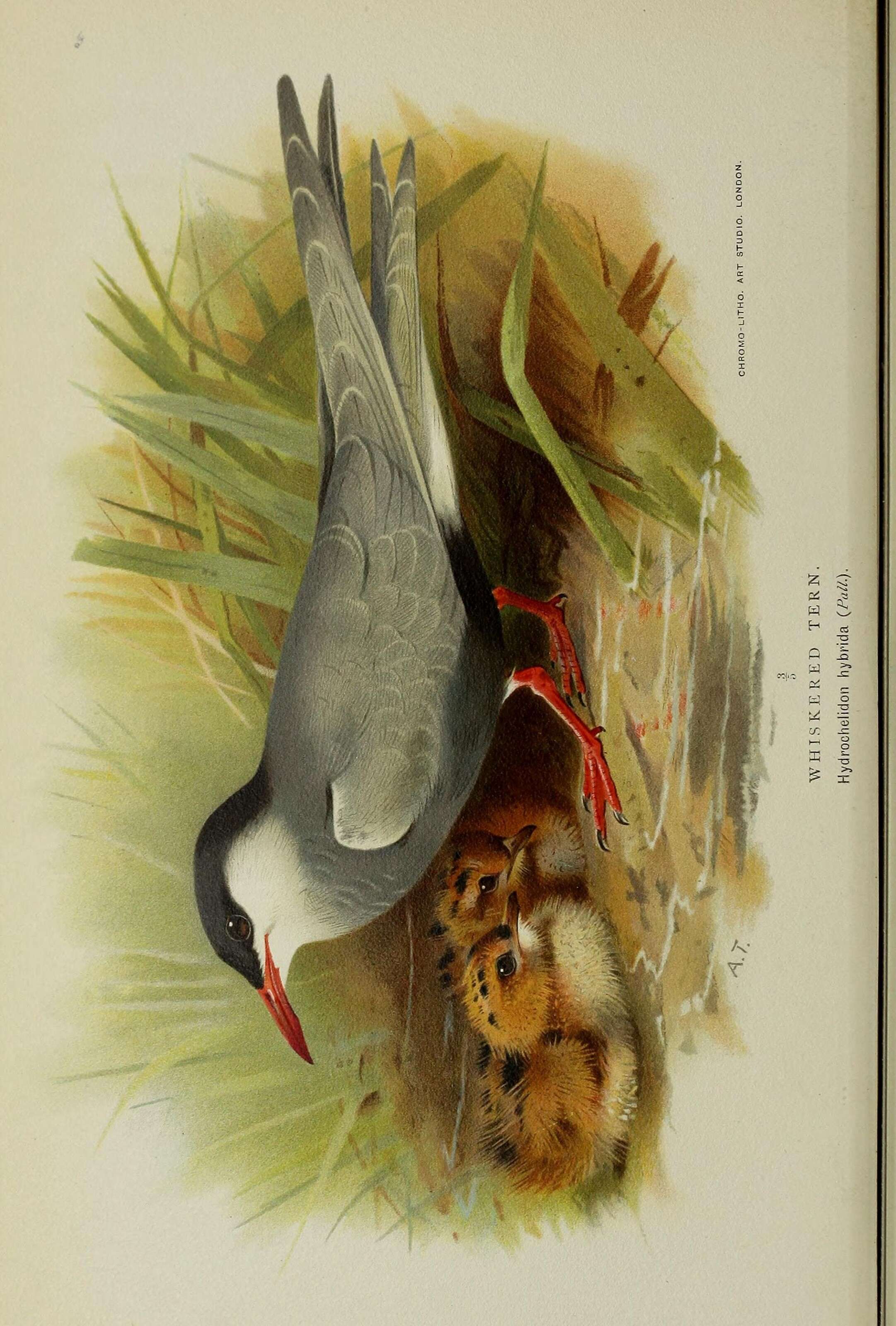 Image of Whiskered Tern