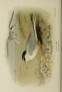 Image of Little Tern