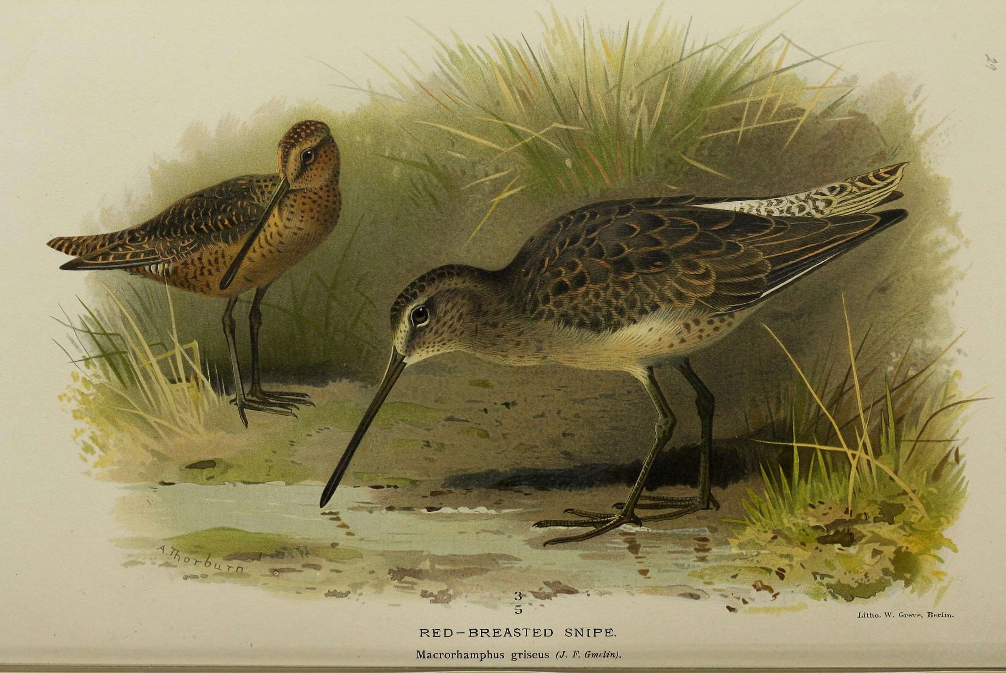 Image of Short-billed Dowitcher