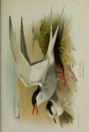 Image of Arctic Tern