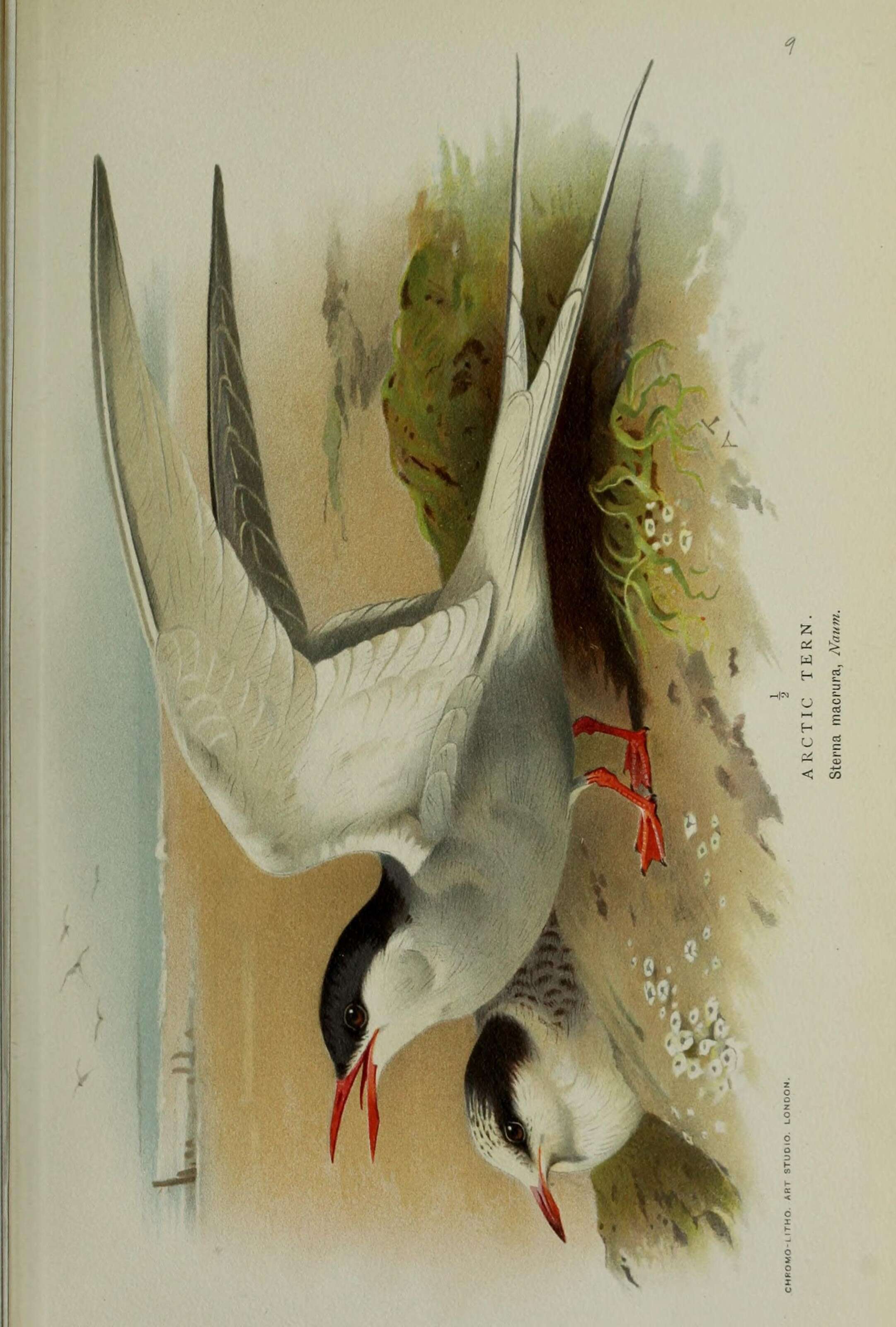 Image of Arctic Tern