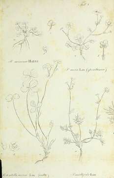 Image of Potentilla multifida L.