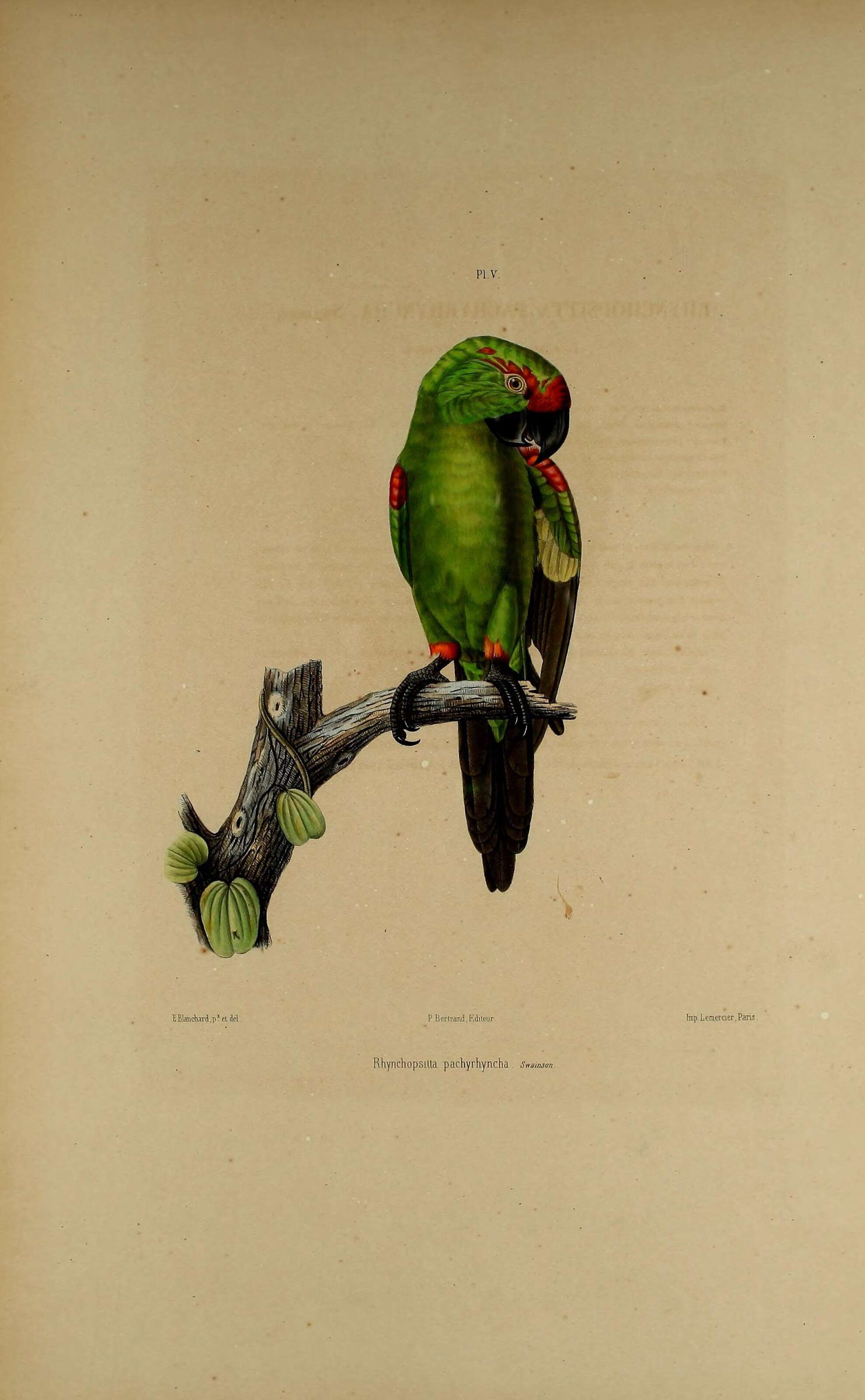 Image of Thick-billed parrot