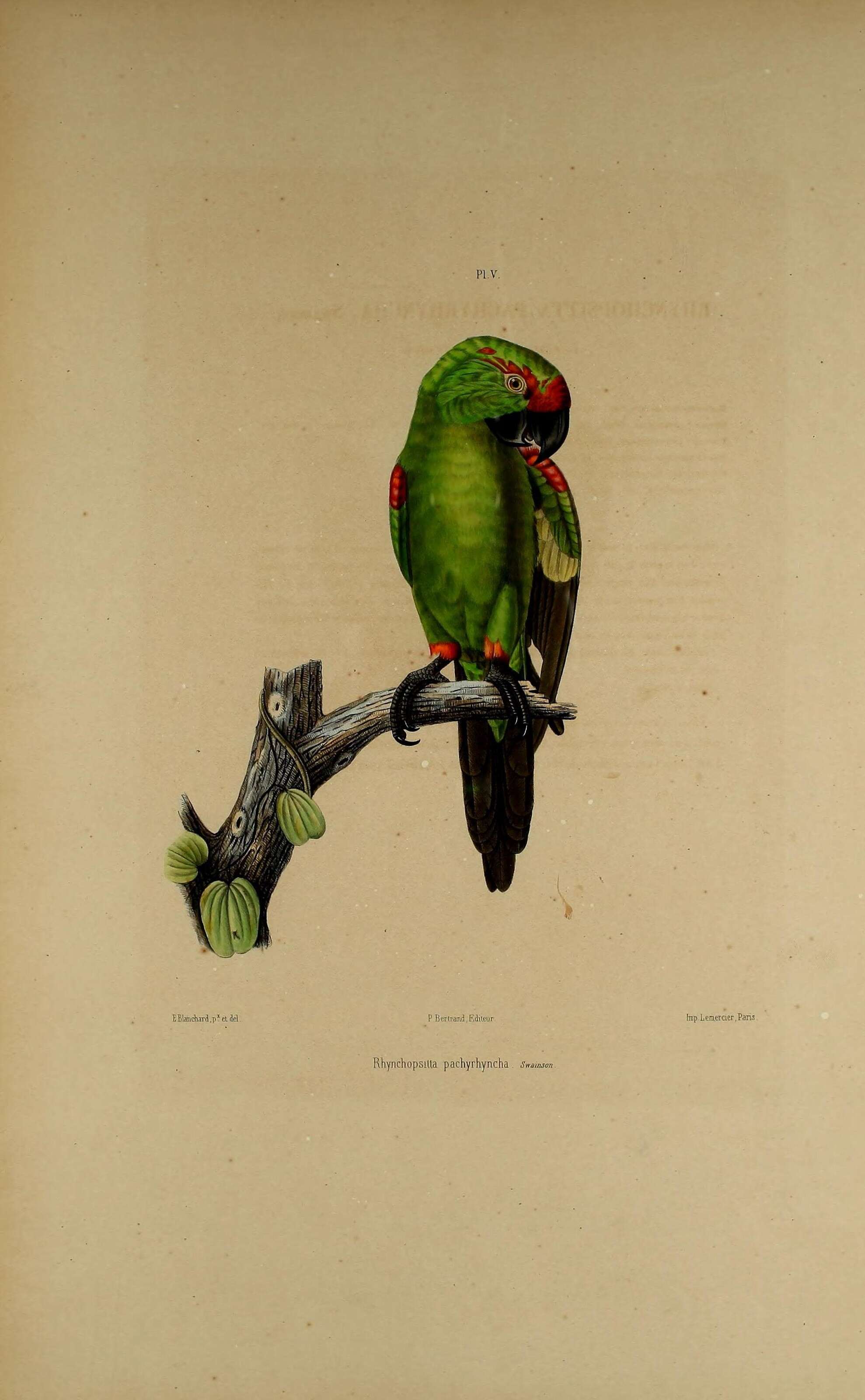 Image de Rhynchopsitta Bonaparte 1854