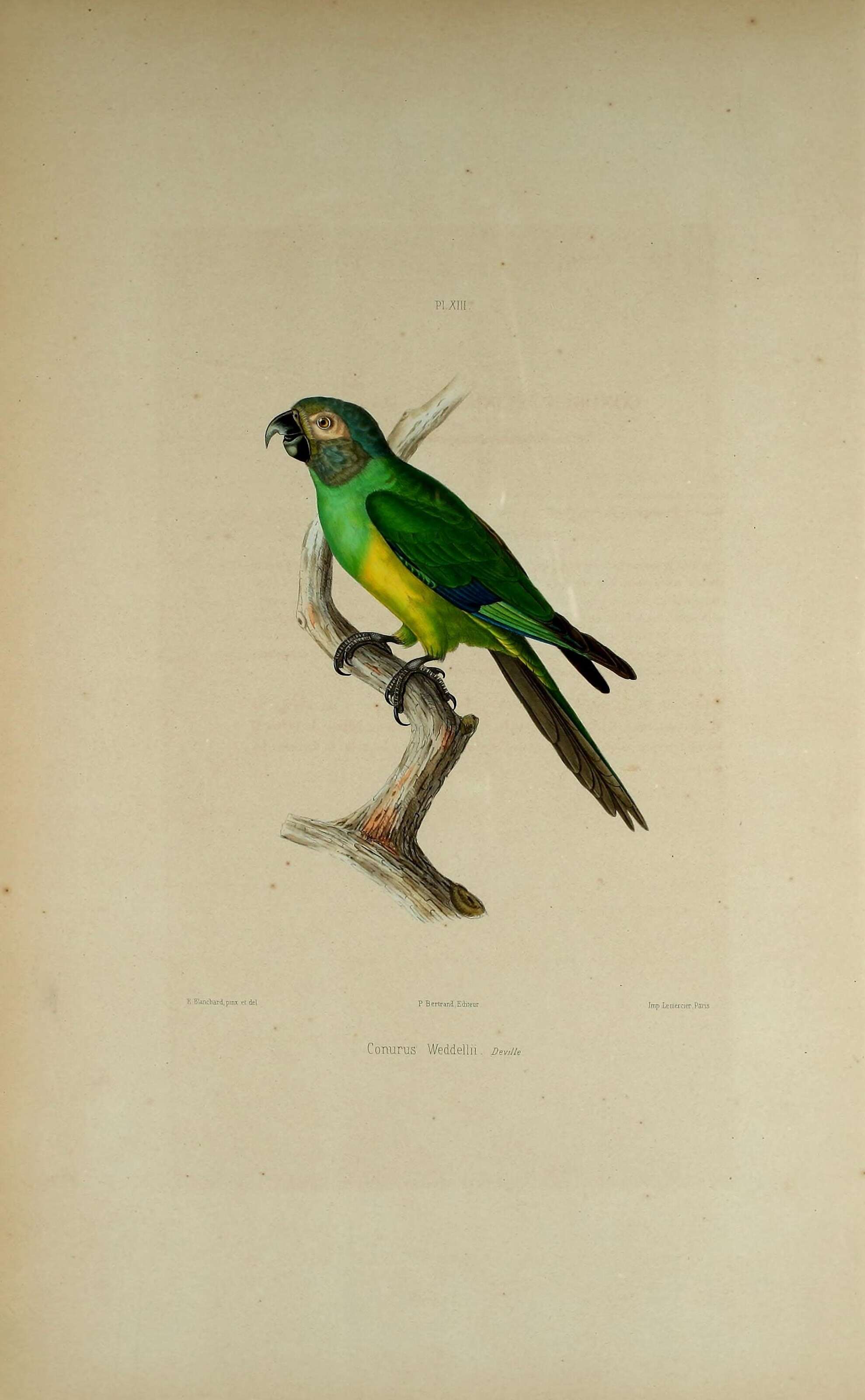 Image of Dusky-headed Parakeet