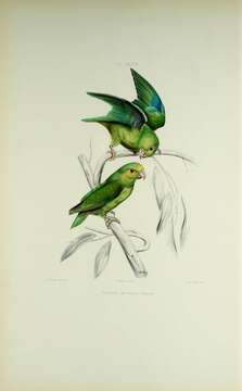 Image of Blue-winged Parrotlet