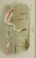 Imagem de Phoenicopterus roseus Pallas 1811