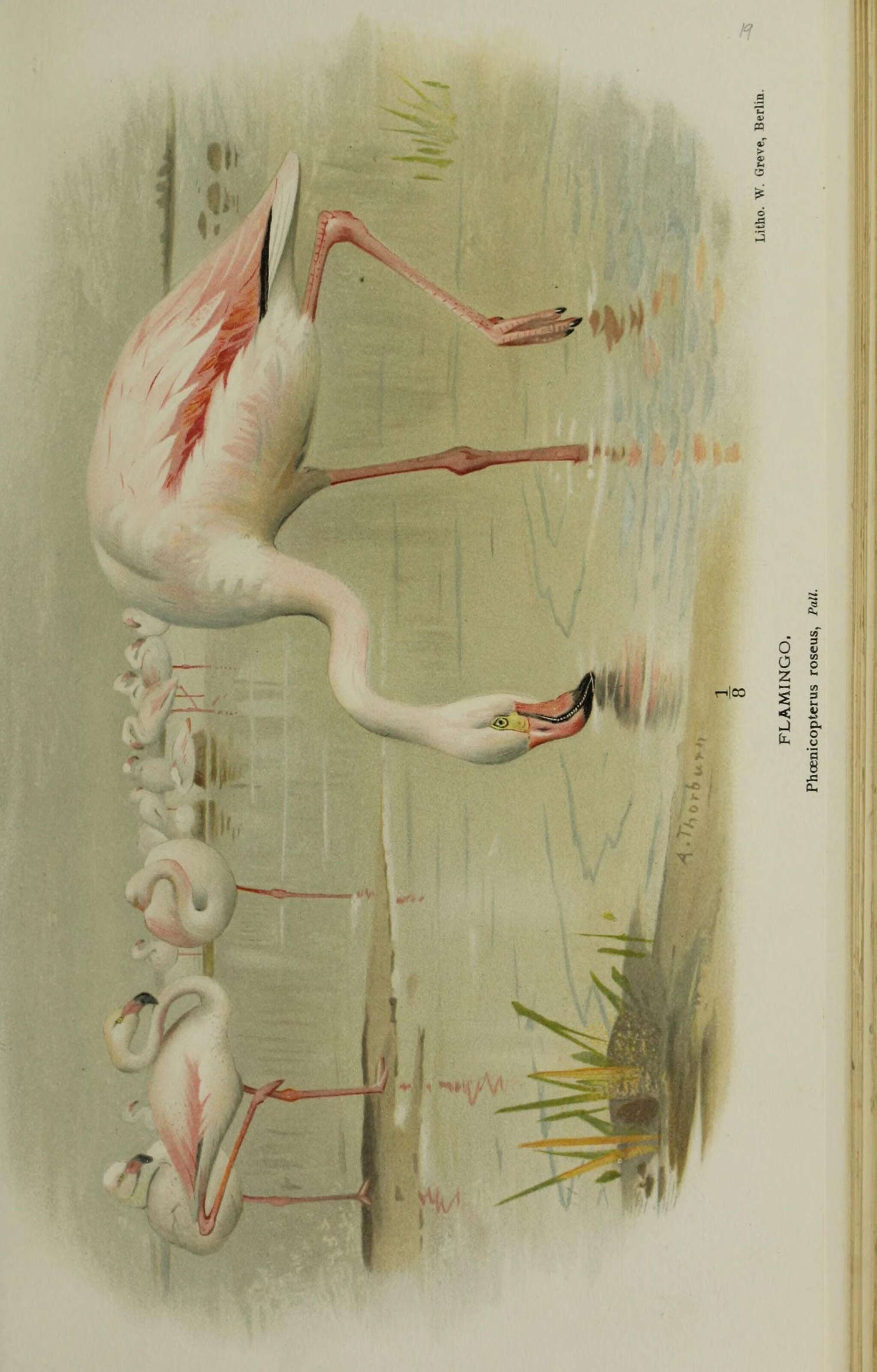 Imagem de Phoenicopterus roseus Pallas 1811