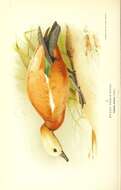 Image of Ruddy Shelduck