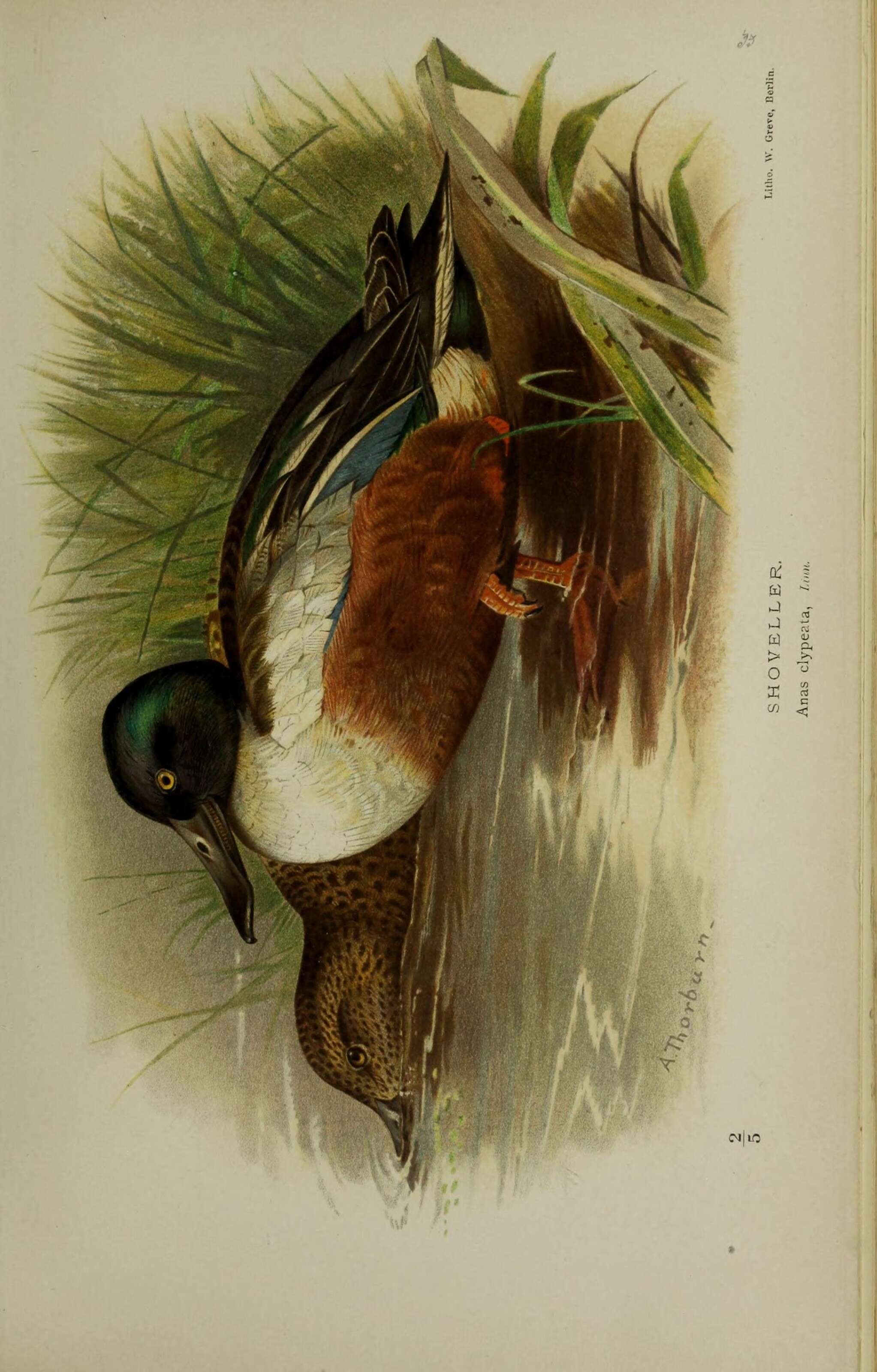 Image of Blue-winged teal