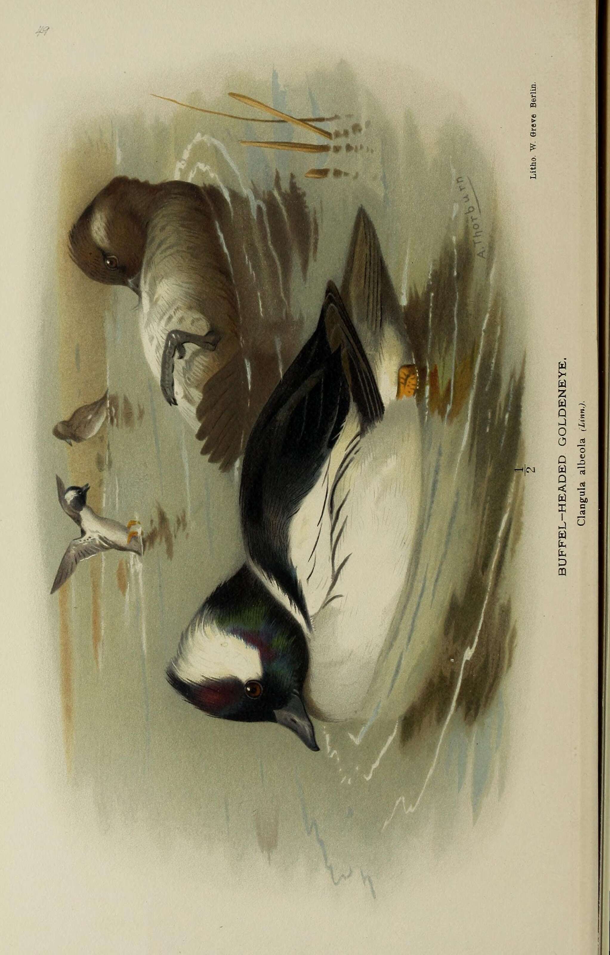 Image of Bucephala Baird & SF 1858