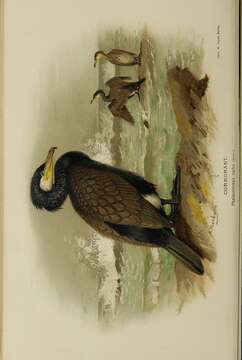 Image of Black Shag