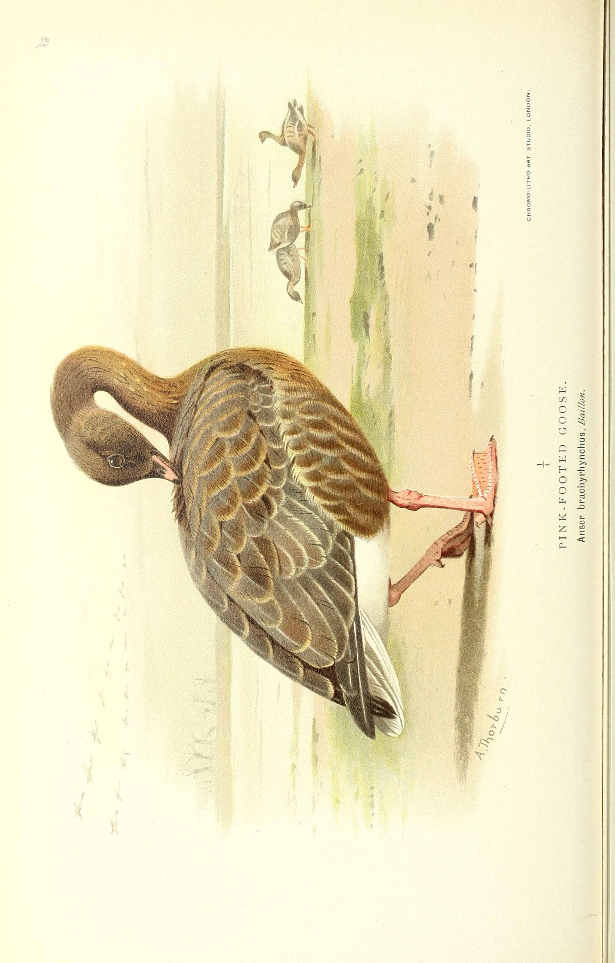 Imagem de Anser brachyrhynchus Baillon 1834