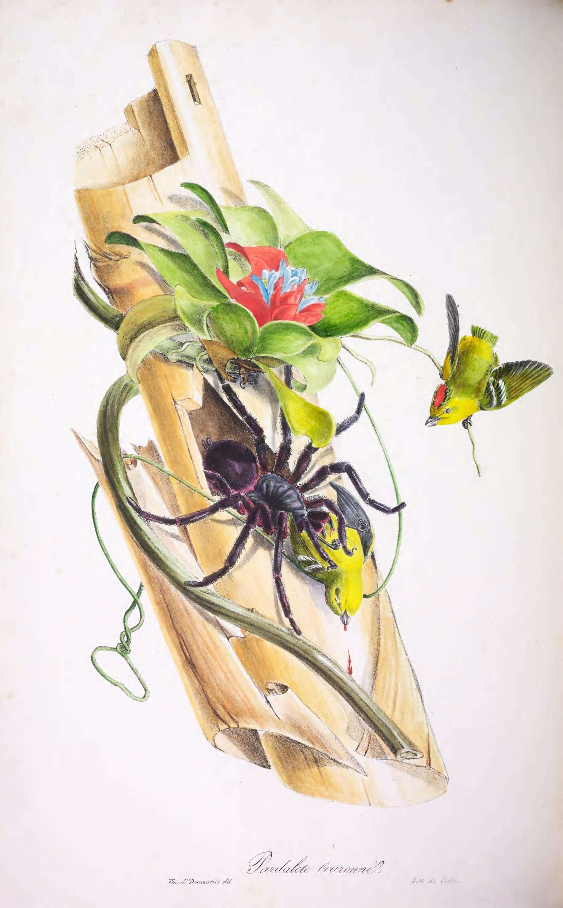 Image of Calyptura Swainson 1832