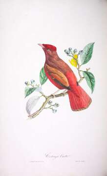 صورة Phoenicircus Swainson 1832