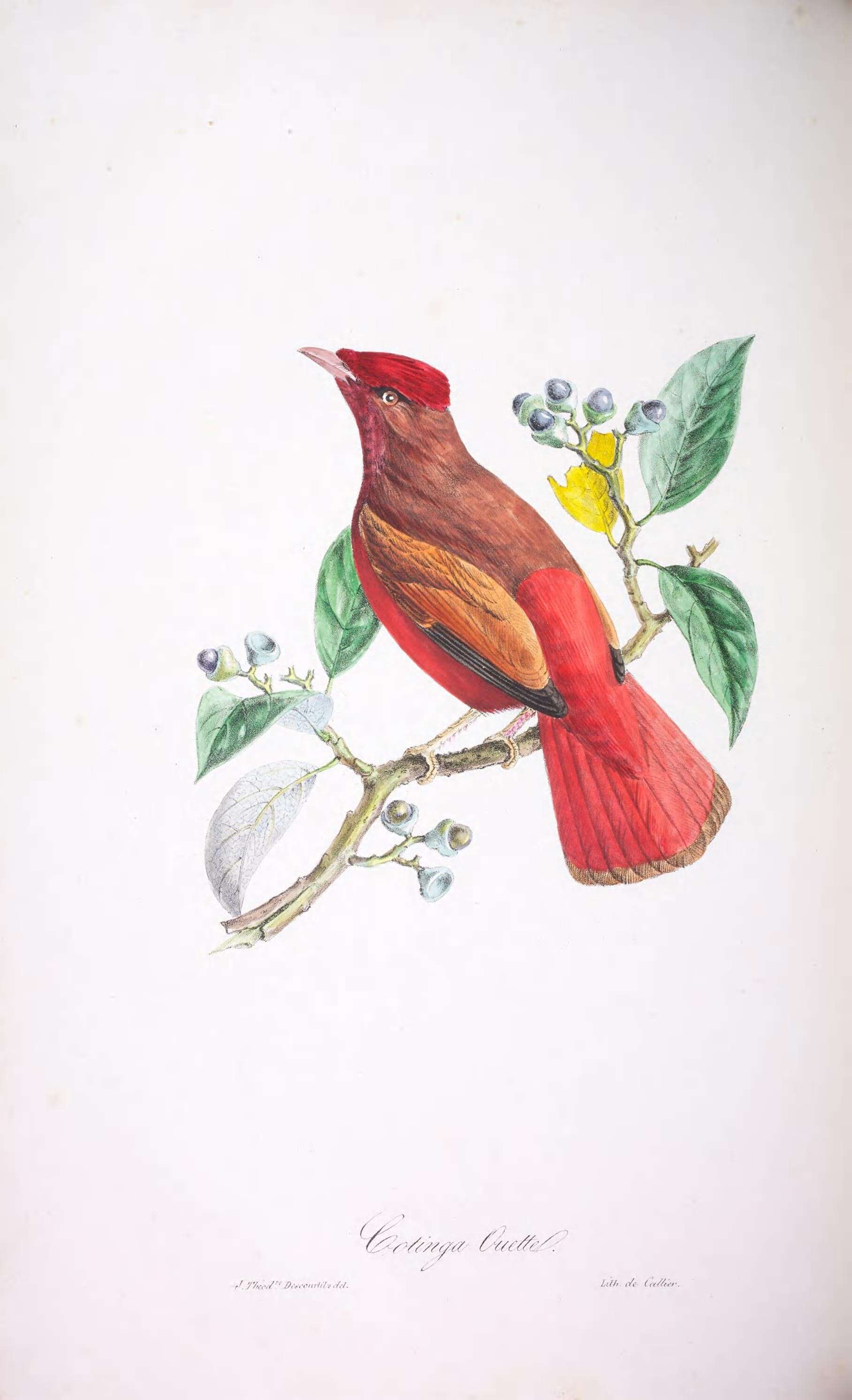 Image of Phoenicircus Swainson 1832