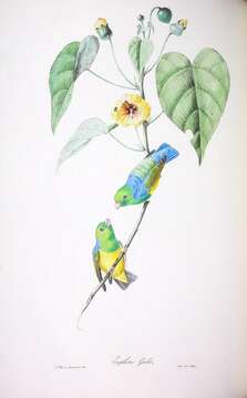 Image of Blue-naped Chlorophonia