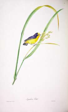 Image of Violaceous Euphonia