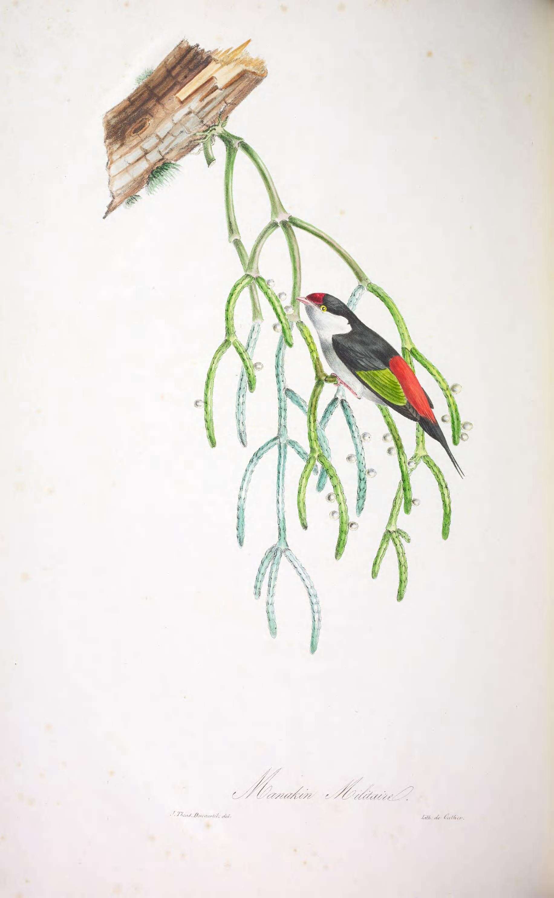 Image de Ilicura Reichenbach 1850