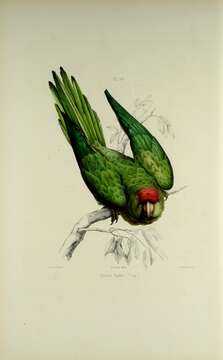 Image of Scarlet-fronted parakeet