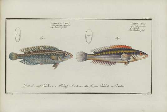 Sivun Halichoeres argus (Bloch & Schneider 1801) kuva