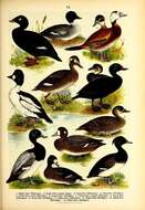 Image of Tufted Duck