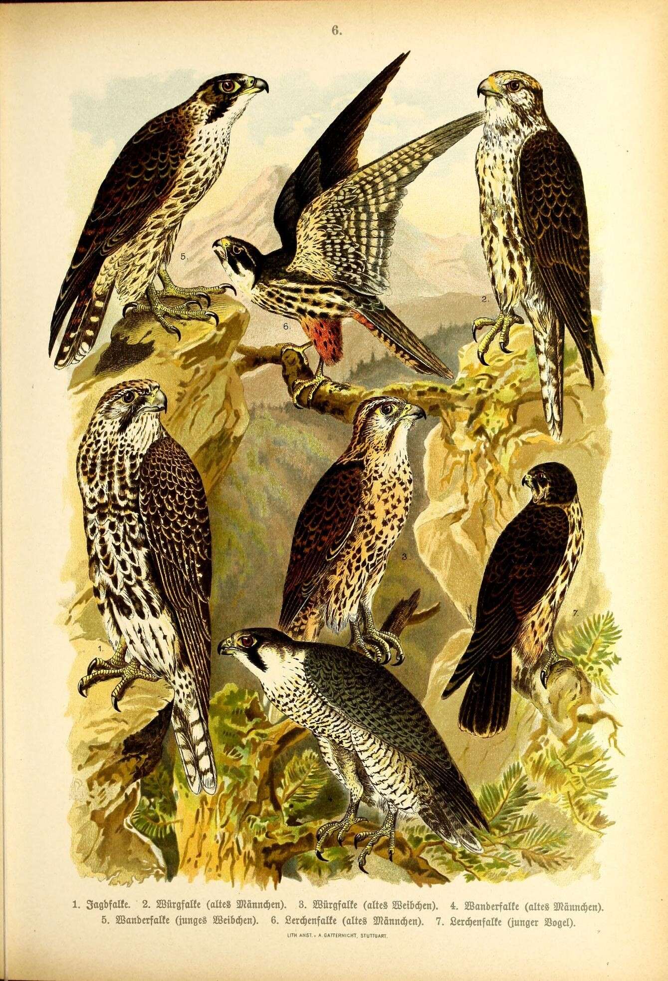 Image of Gyr Falcon