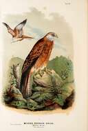 Image of Red Kite