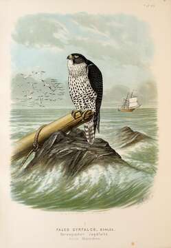 Image of Gyr Falcon