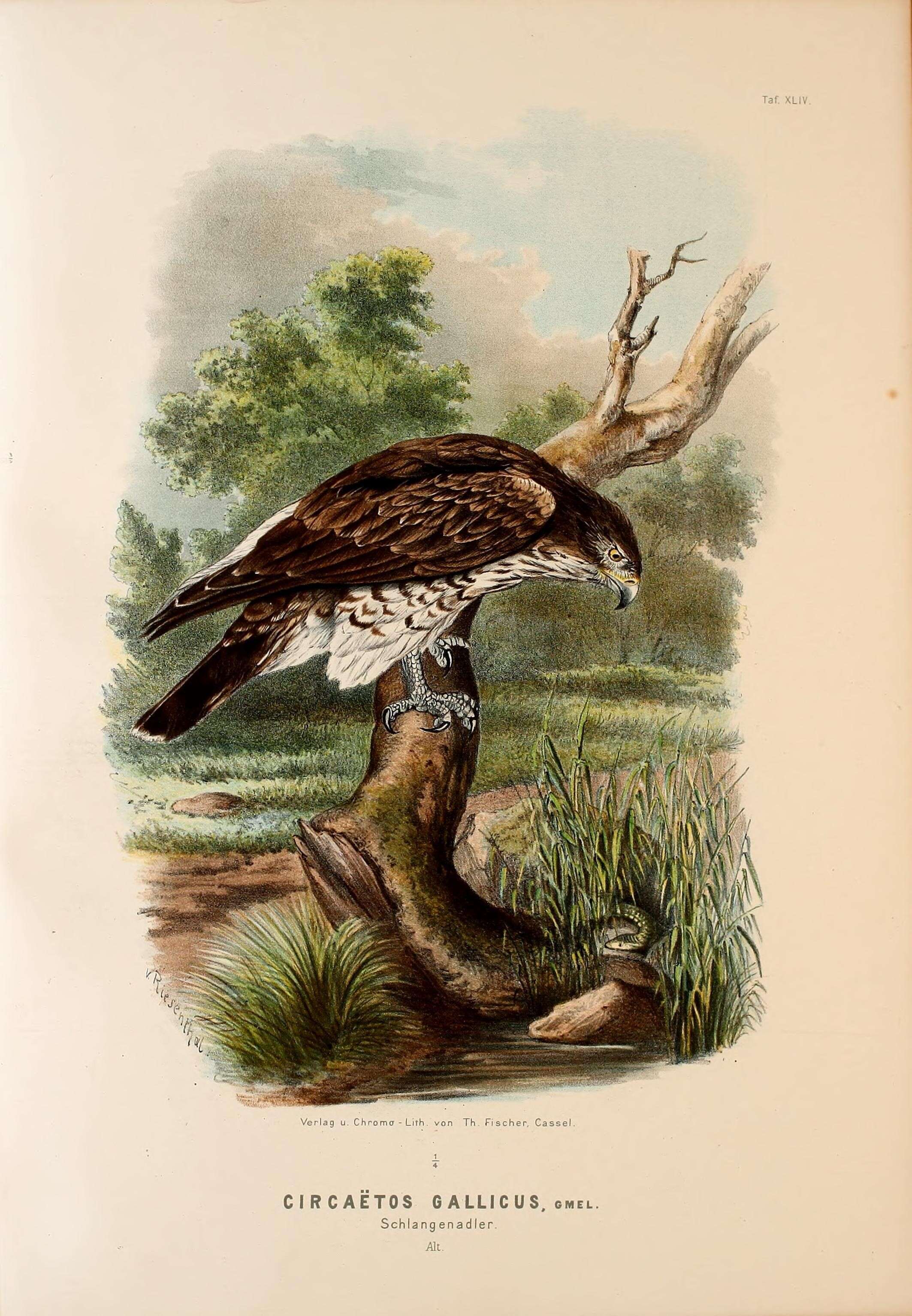 Image of Short-toed Eagle