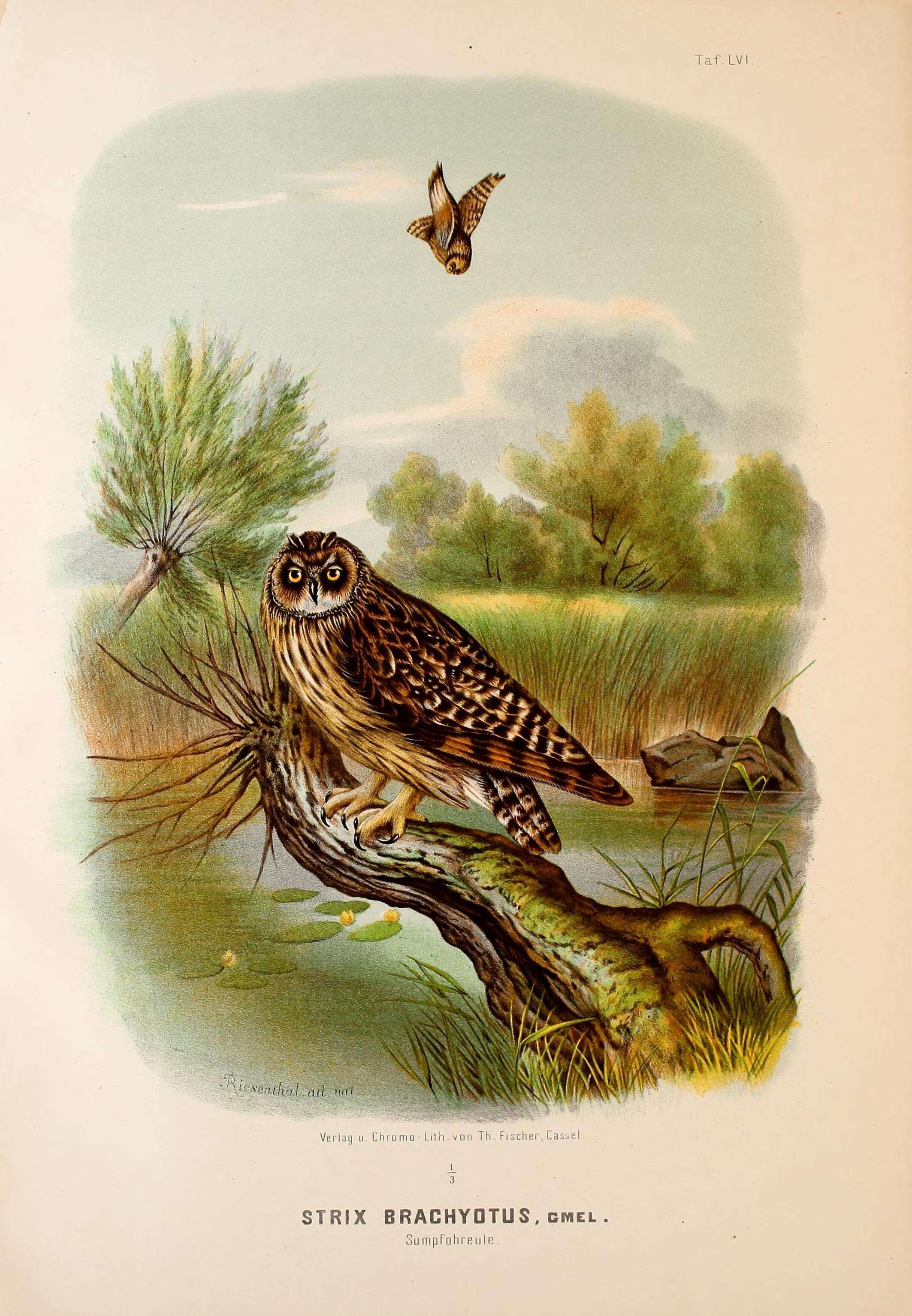 Image of Short-eared Owl
