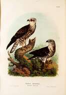 Image of honey buzzard, european honey buzzard