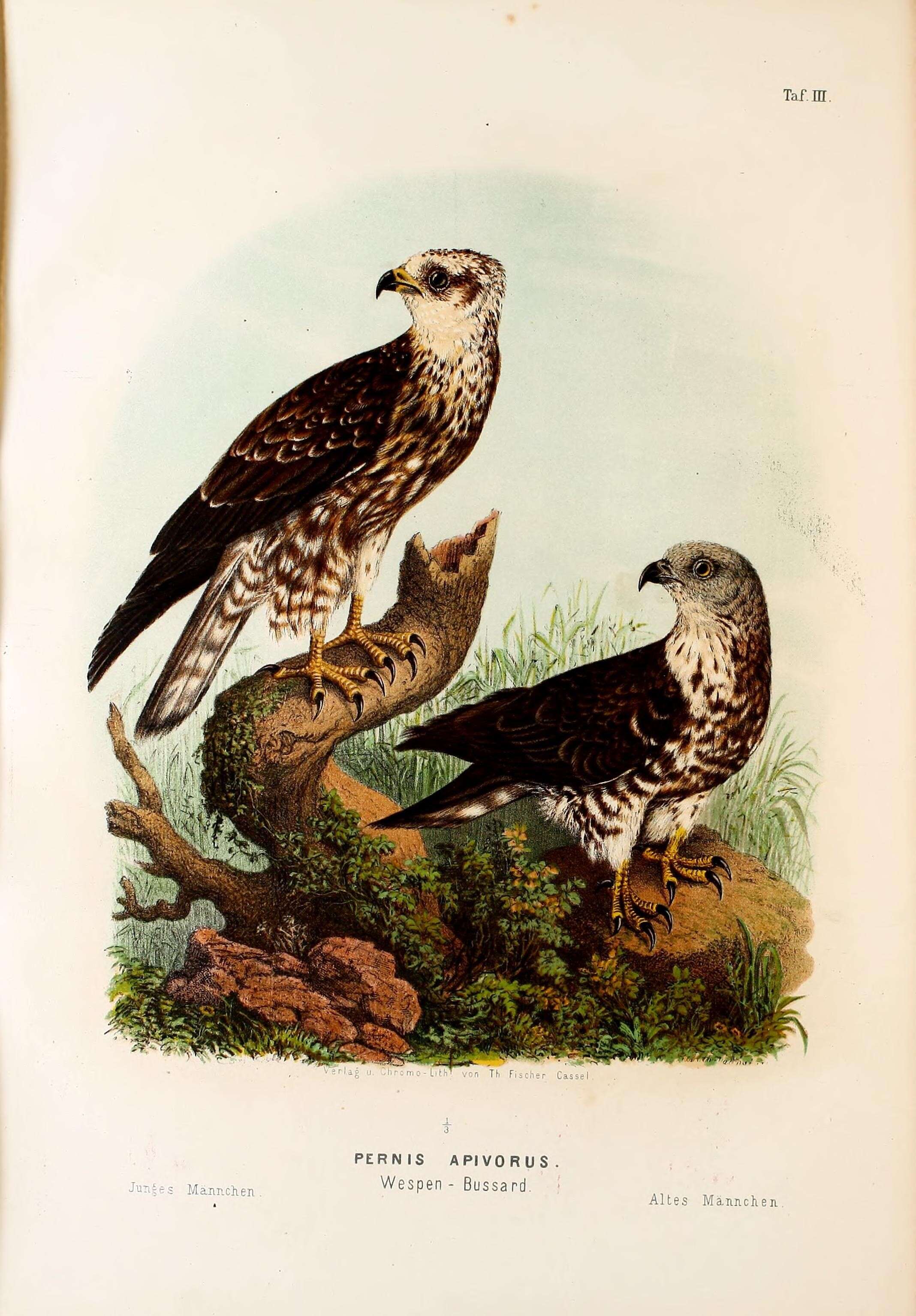 Image of honey buzzard, european honey buzzard