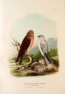 Image of Pallid Harrier