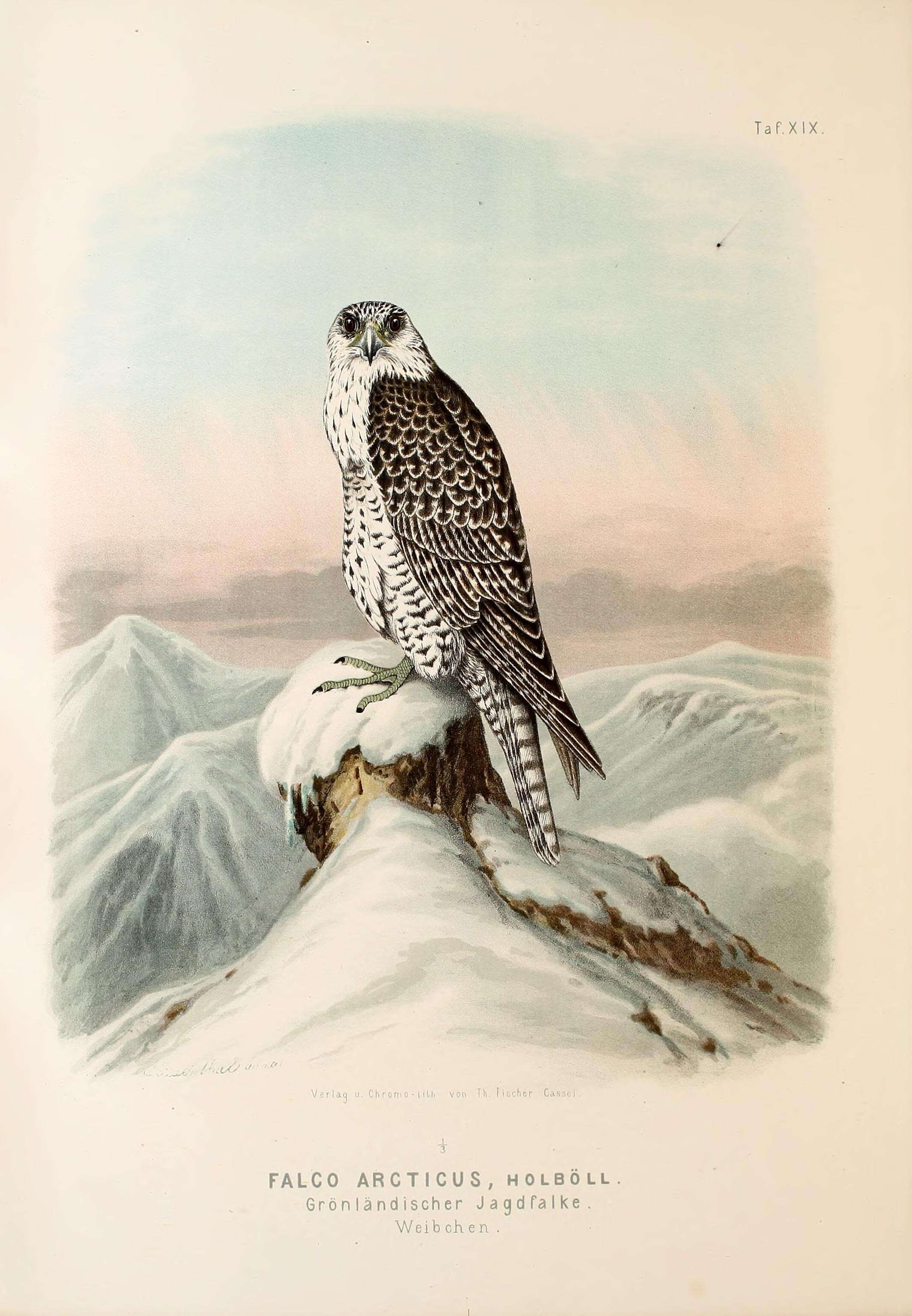 Image of Gyr Falcon